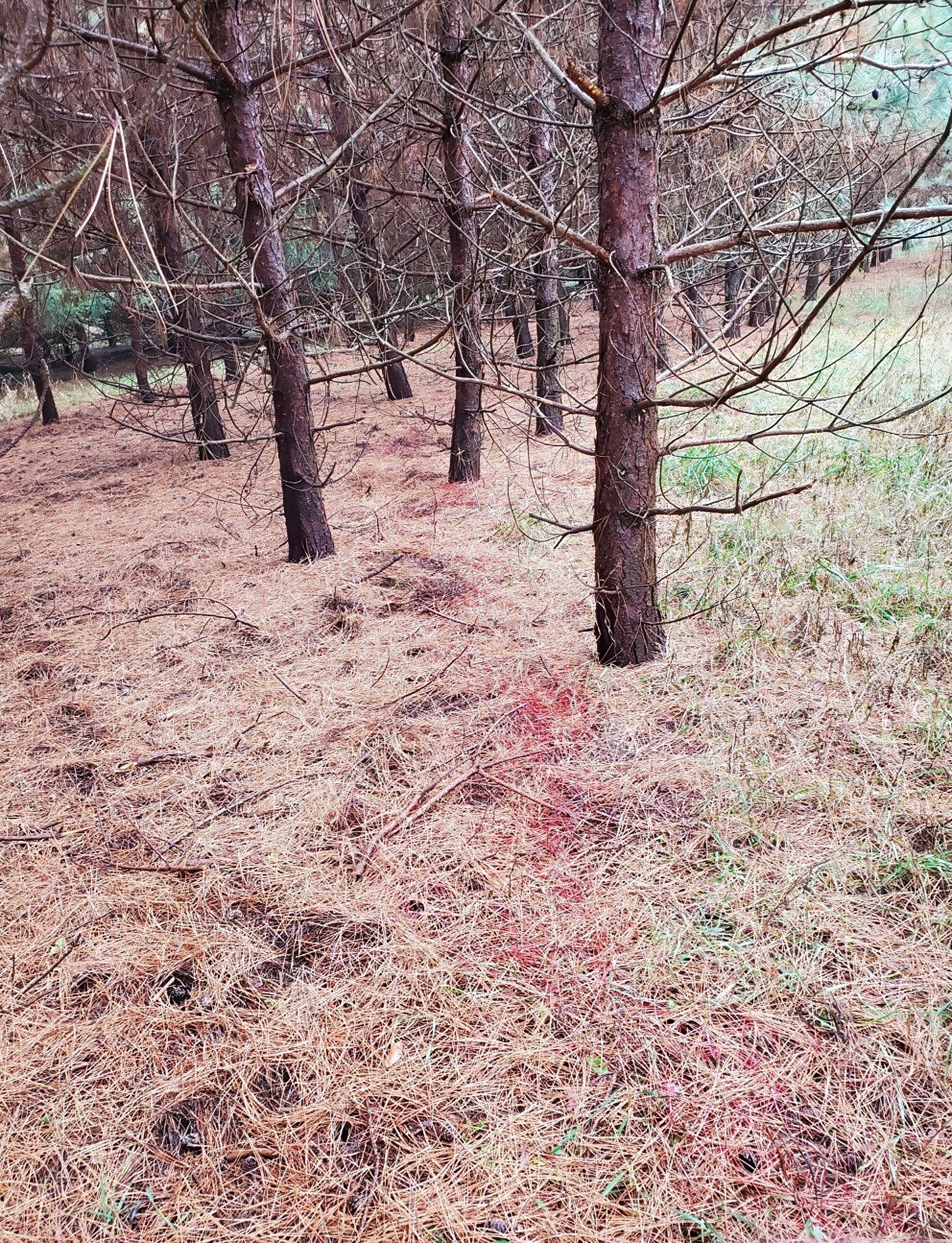 Bright red heart and lung blood trail left by Michigan bowhunter's deer
